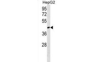 Western Blotting (WB) image for anti-RCSD Domain Containing 1 (RCSD1) antibody (ABIN2999986) (RCSD1 antibody)