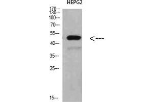 Western Blot analysis of HEPG2 cells using TRAF1 Polyclonal Antibody diluted at 1:500. (TRAF1 antibody  (AA 191-240))