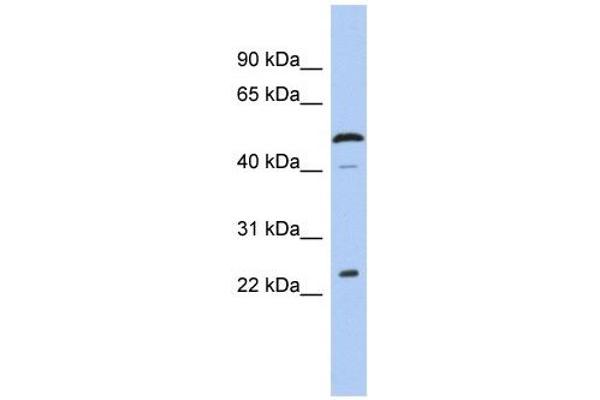 Chromosome 1 Open Reading Frame 190 (C1orf190) (Middle Region) 抗体