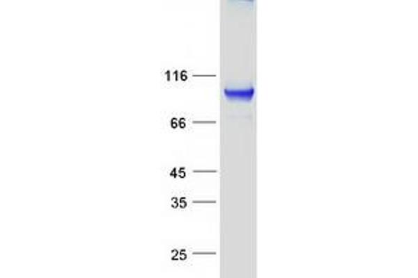 KIF20A Protein (Myc-DYKDDDDK Tag)