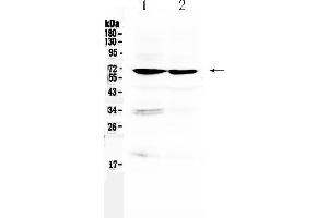 Western blot analysis of BMAL1/ARNTL using anti- BMAL1/ARNTL antibody . (ARNTL antibody  (AA 58-156))