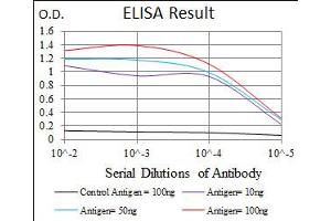 Image no. 4 for anti-Hexosaminidase A (HEXA) antibody (ABIN1498642) (Hexosaminidase A antibody)