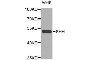 Western blot analysis of extracts of A-549 cells, using SHH antibody (ABIN6291366) at 1:1000 dilution. (Sonic Hedgehog antibody)