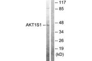 Western blot analysis of extracts from 293 cells, using Akt1 S1 (Ab-246) Antibody. (PRAS40 antibody  (AA 207-256))