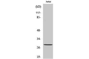 Western Blotting (WB) image for anti-14-3-3 zeta (YWHAZ) (pSer58) antibody (ABIN5960362) (14-3-3 zeta antibody  (pSer58))