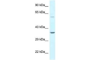 Western Blot showing BAG5 antibody used at a concentration of 1 ug/ml against Hela Cell Lysate (BAG5 antibody  (N-Term))