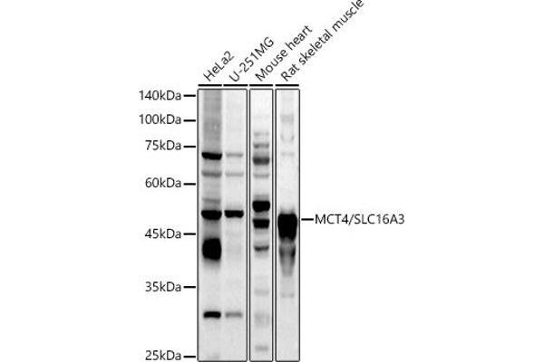 SLC16A3 antibody  (AA 371-465)