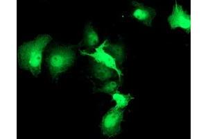 Anti-HSPBP1 mouse monoclonal antibody (ABIN2454871) immunofluorescent staining of COS7 cells transiently transfected by pCMV6-ENTRY HSPBP1 (RC201814). (HSPBP1 antibody)