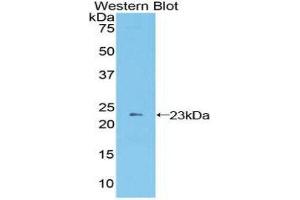 Western Blotting (WB) image for anti-Advanced Glycosylation End Product-Specific Receptor (AGER) (AA 10-188) antibody (ABIN1857942) (RAGE antibody  (AA 10-188))