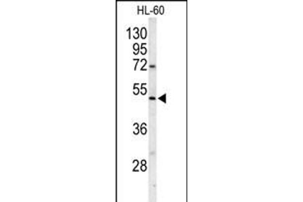 POLG2 antibody  (C-Term)