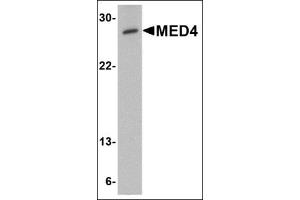 Western blot analysis of MED4 in human testis tissue lysate with this product at 0. (MED4 antibody  (C-Term))