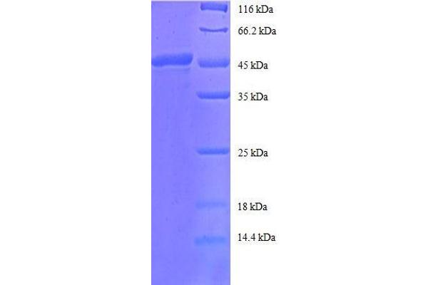 ARF4 Protein (AA 1-180, full length) (GST tag)