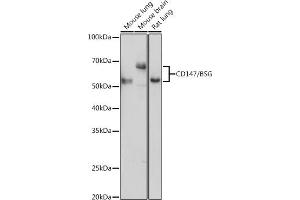 Western blot analysis of extracts of various cell lines, using CD147/CD147/BSG antibody (ABIN7265839) at 1:1000 dilution. (CD147 antibody  (AA 45-200))