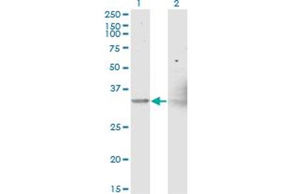 NIPSNAP1 antibody  (AA 185-284)