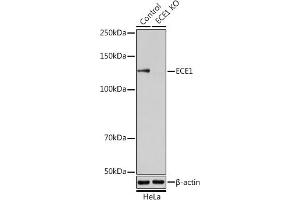 Western blot analysis of extracts from normal (control) and ECE1 knockout (KO) HeLa cells, using ECE1 antibody (ABIN6130351, ABIN6139914, ABIN6139915 and ABIN6221276) at 1:1000 dilution. (ECE1 antibody  (AA 670-770))