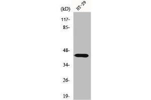 Western Blot analysis of HT29 cells using GATA-1 Polyclonal Antibody (GATA1 antibody)