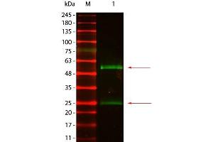 Western Blot of Goat anti-Mouse IgG Antibody DyLight 800 Conjugated Pre-absorbed. (Goat anti-Mouse IgG Antibody (DyLight 800) - Preadsorbed)