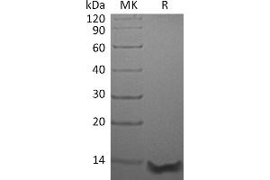 CCL26 Protein