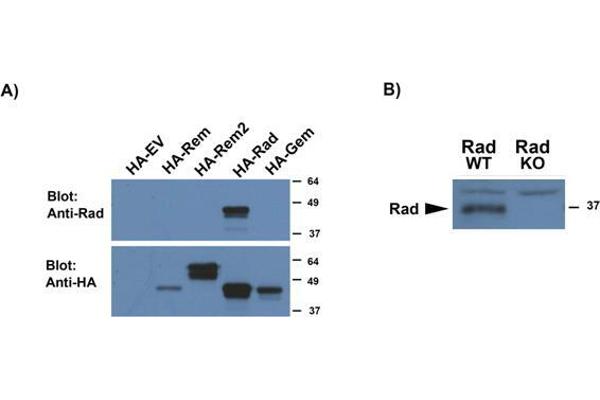 RRAD antibody  (AA 36-48)