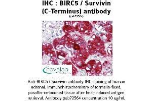 Image no. 1 for anti-Baculoviral IAP Repeat-Containing 5 (BIRC5) (C-Term) antibody (ABIN2851936) (Survivin antibody  (C-Term))