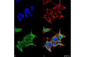 Immunocytochemistry/Immunofluorescence analysis using Mouse Anti-GABA-A Receptor Alpha4 Monoclonal Antibody, Clone S398A-34 . (GABRA1 antibody  (AA 410-450) (Biotin))