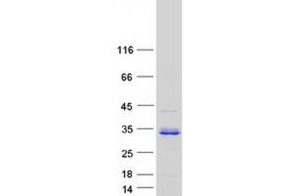 CHTOP Protein (Myc-DYKDDDDK Tag)