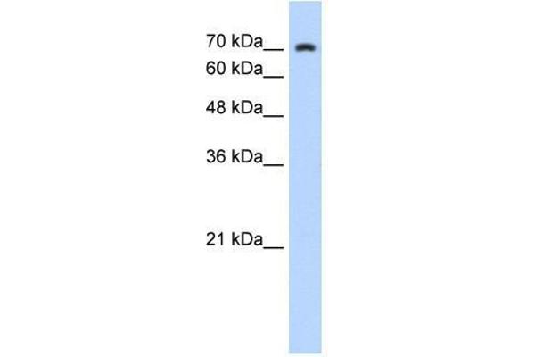 ZNF441 antibody  (N-Term)