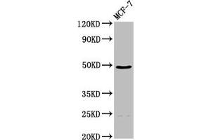 Western Blot Positive WB detected in: MCF-7 whole cell lysate All lanes: ECM1 antibody at 4. (ECM1 antibody  (AA 386-540))