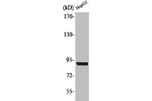 Western Blot analysis of HepG2 cells using Phospho-Calnexin (S583) Polyclonal Antibody (Calnexin antibody  (pSer583))