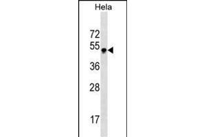 GBX2 Antibody (Center) (ABIN1537688 and ABIN2843826) western blot analysis in Hela cell line lysates (35 μg/lane). (GBX2 antibody  (AA 103-131))