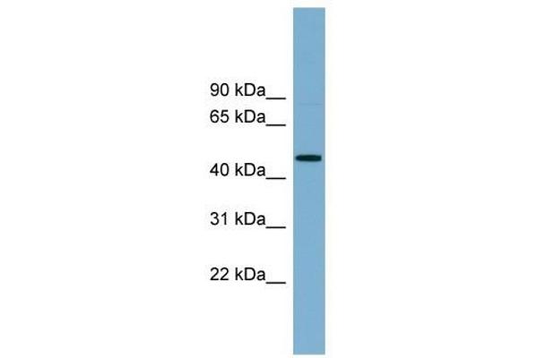 RNF44 anticorps  (N-Term)