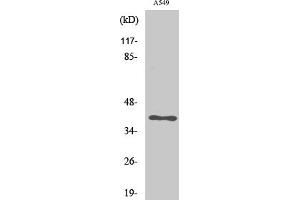 Western Blot analysis of various cells using LAT Polyclonal Antibody. (LAT antibody)