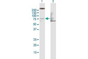 Western Blot analysis of LIMK1 expression in transfected 293T cell line by LIMK1 MaxPab polyclonal antibody. (LIM Domain Kinase 1 antibody  (AA 1-647))