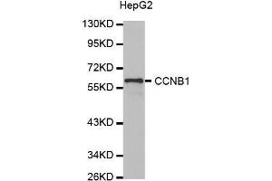 Western blot analysis of extracts of HepG2 cell line, using CCNB1 antibody. (Cyclin B1 antibody)