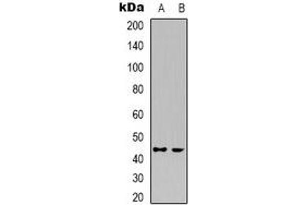 Cyclin-Dependent Kinase 15 (ALS2CR7) antibody