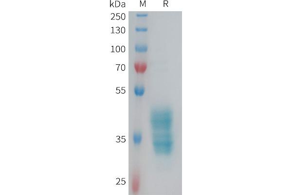 F2RL3 Protein (AA 48-78) (Fc Tag)