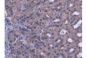 DAB staining on IHC-P; Samples: Mouse Stomach Tissue (PANK1 antibody  (AA 298-500))