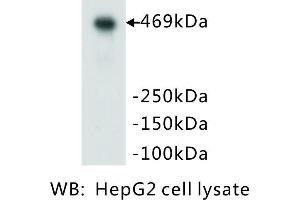 Image no. 3 for anti-Protein Kinase, DNA-Activated, Catalytic Polypeptide (PRKDC) (Catalytic Subunit) antibody (ABIN1112714) (PRKDC antibody  (Catalytic Subunit))