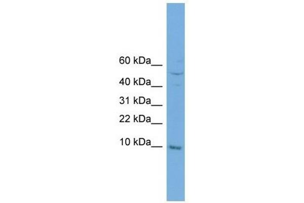 COX7B antibody  (N-Term)