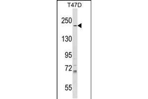 Western blot analysis in T47D cell line lysates (35ug/lane). (IQGAP1 antibody  (N-Term))