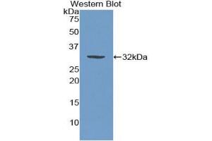 Western blot analysis of the recombinant protein. (MAEA antibody  (AA 136-379))