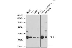 Western blot analysis of extracts of various cell lines using PDHB Polyclonal Antibody at dilution of 1:1000. (PDHB antibody)