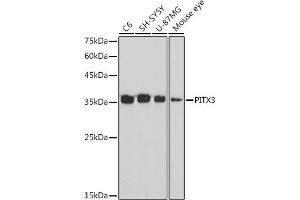 Western blot analysis of extracts of various cell lines, using PITX3 antibody (ABIN7269380) at 1:1000 dilution. (PITX3 antibody)