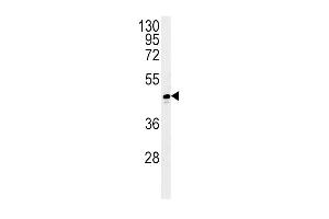 Western blot analysis in T47D cell line lysates (35ug/lane). (ADH1C antibody  (AA 231-260))