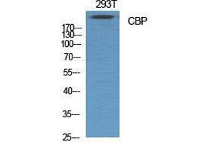 Western Blot (WB) analysis of specific cells using CBP Polyclonal Antibody. (CBP antibody  (C-Term))