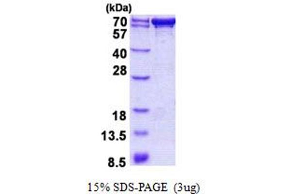 PDZK1 Protein (AA 1-519) (His tag)