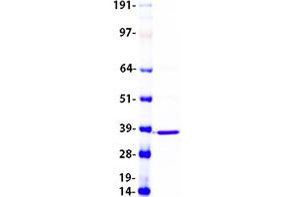 DEGS1 Protein (Transcript Variant 1) (Myc-DYKDDDDK Tag)