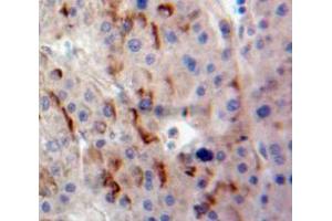 IHC-P analysis of Liver tissue, with DAB staining. (DLK1 antibody  (AA 24-175))