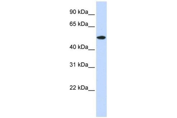 RASGEF1A antibody  (N-Term)