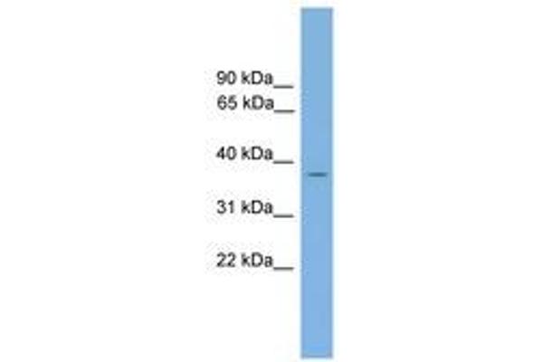 GALM antibody  (AA 251-300)